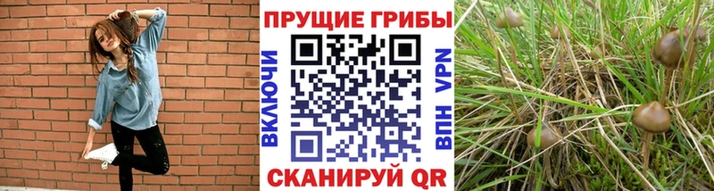 Купить где  Нерчинск  Псилоцибиновые грибы Magic Shrooms 